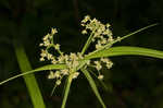 Leafy bulrush